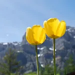 Haus Cristal By Interhome ロイカーバード